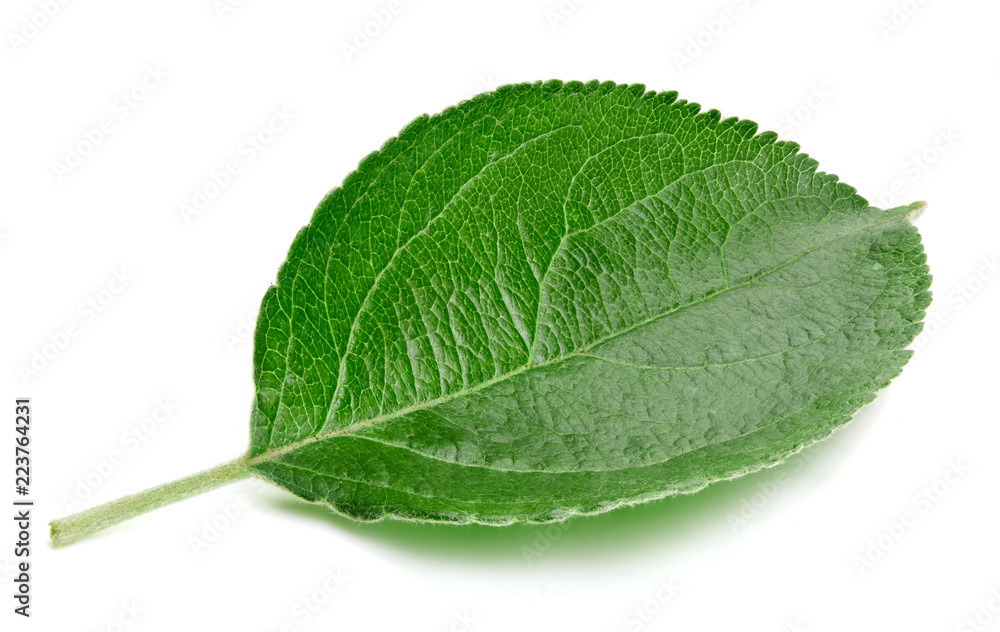 Green apple leaf isolated Green apple leaf isolated