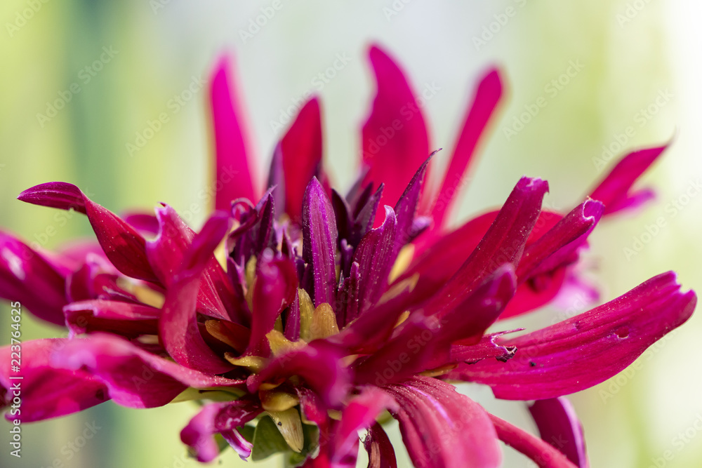 Fototapeta premium Look at the not quite perfect red blossom of a dahlia.