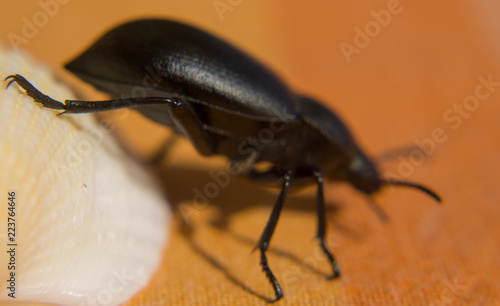 Black beetle close up photo