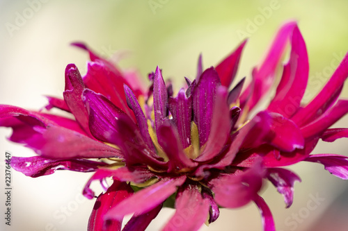 Fototapeta Naklejka Na Ścianę i Meble -  Look at the not quite perfect red blossom of a dahlia.