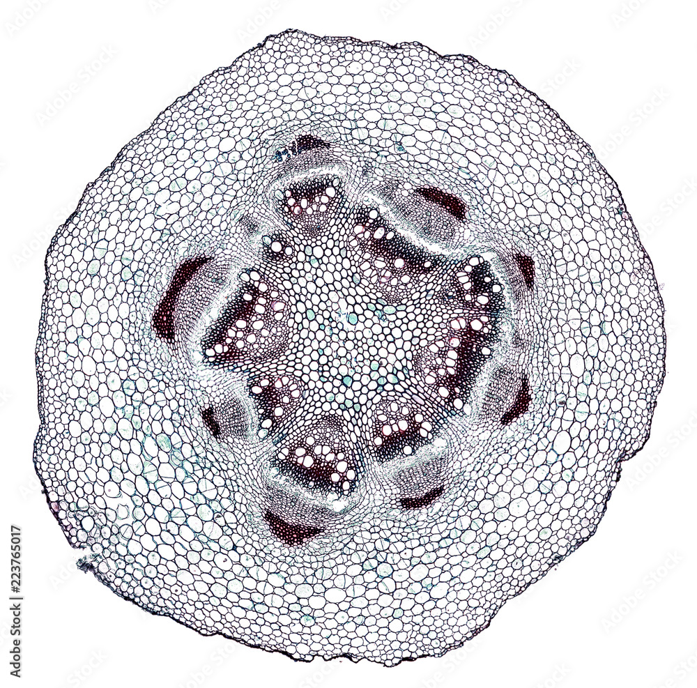 dandelion flower root - cross section cut under the microscope ...