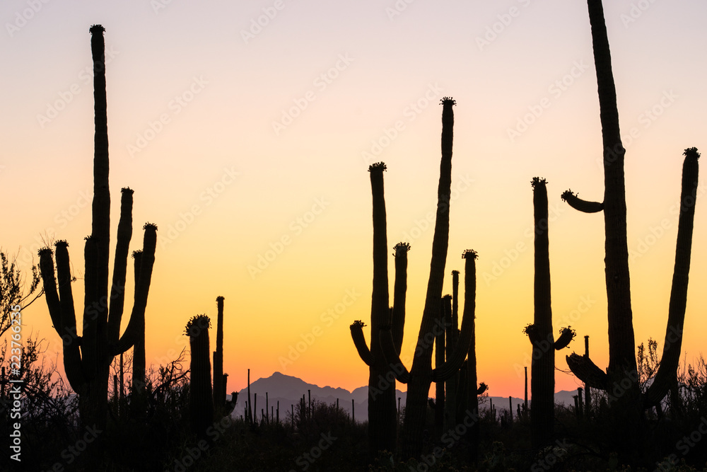 Sunset at Saguaro National Park West, Arizona