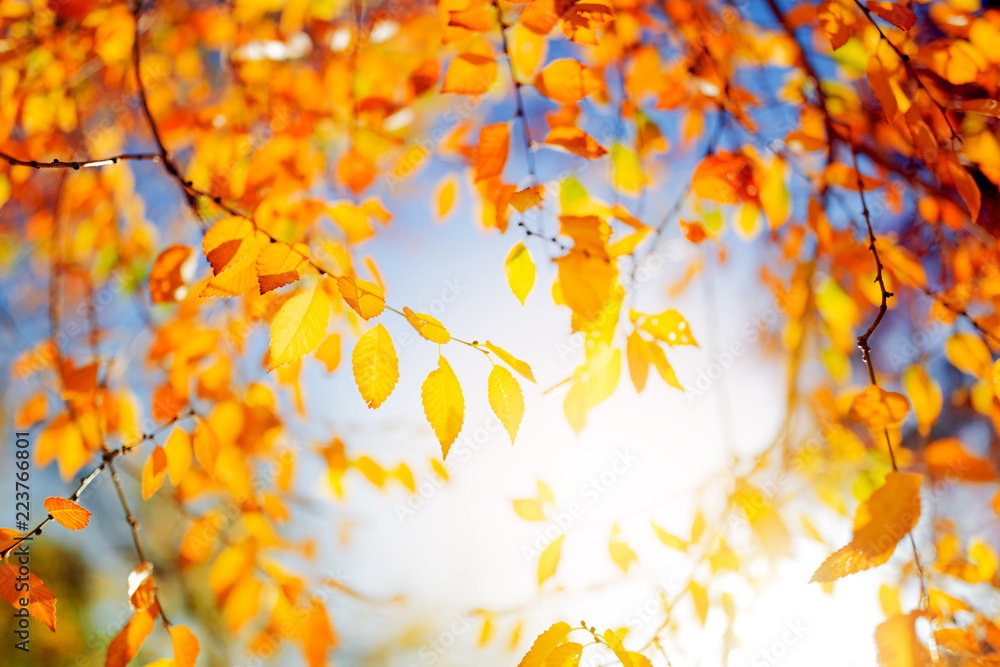 Autumn tree leaves over sunny sky Autumn tree leaves over sunny sky