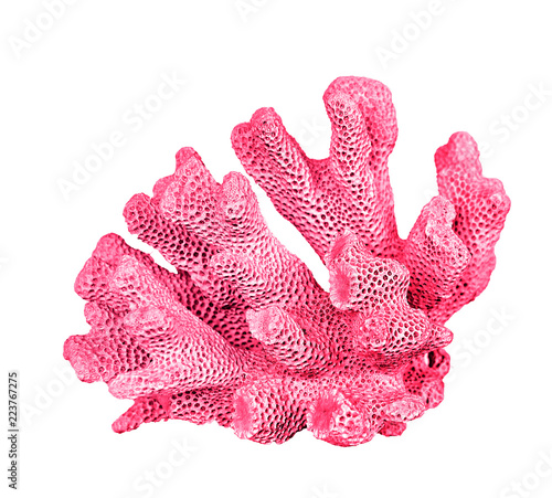 coral isolated on white background