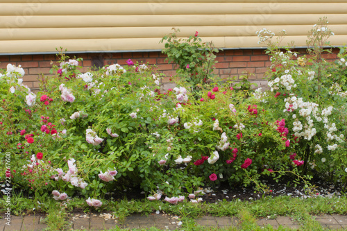 Fototapeta Naklejka Na Ścianę i Meble -  Multicolored roses along a path in the garden. 