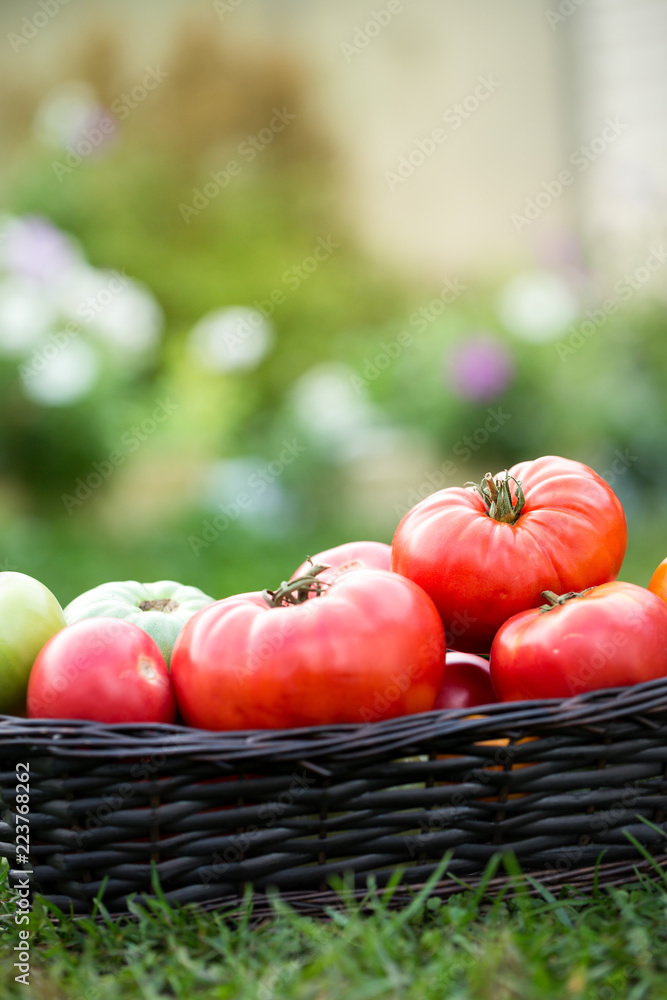 Red tomatoes in basket at the garden Red tomatoes in basket at the garden