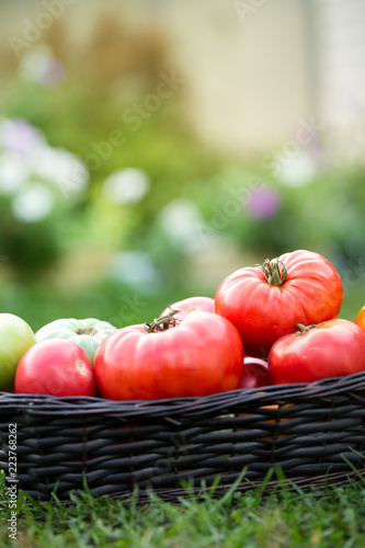 Red tomatoes in basket at the garden