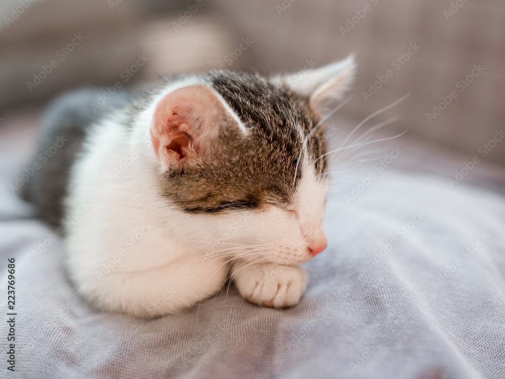 Cute little kitten with pink nose sleeps on the sofa