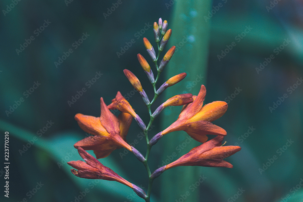 Obraz premium flores de verano