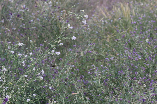 field of pink flowers