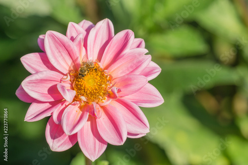 Biene bestäubt Pink Balldahlie (Asteraceae) in der Sommersonne.
