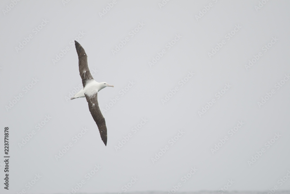 Obraz premium Southern royal albatross (Diomedea epomophora). Stewart Island offshore (next to Bench Island). New Zealand.