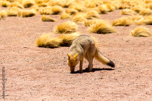 Animales en algún lugar del desierto de atacama en el norte de Chile