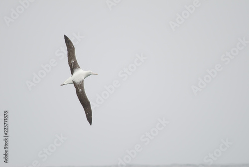 Southern royal albatross (Diomedea epomophora). Stewart Island offshore (next to Bench Island). New Zealand. photo
