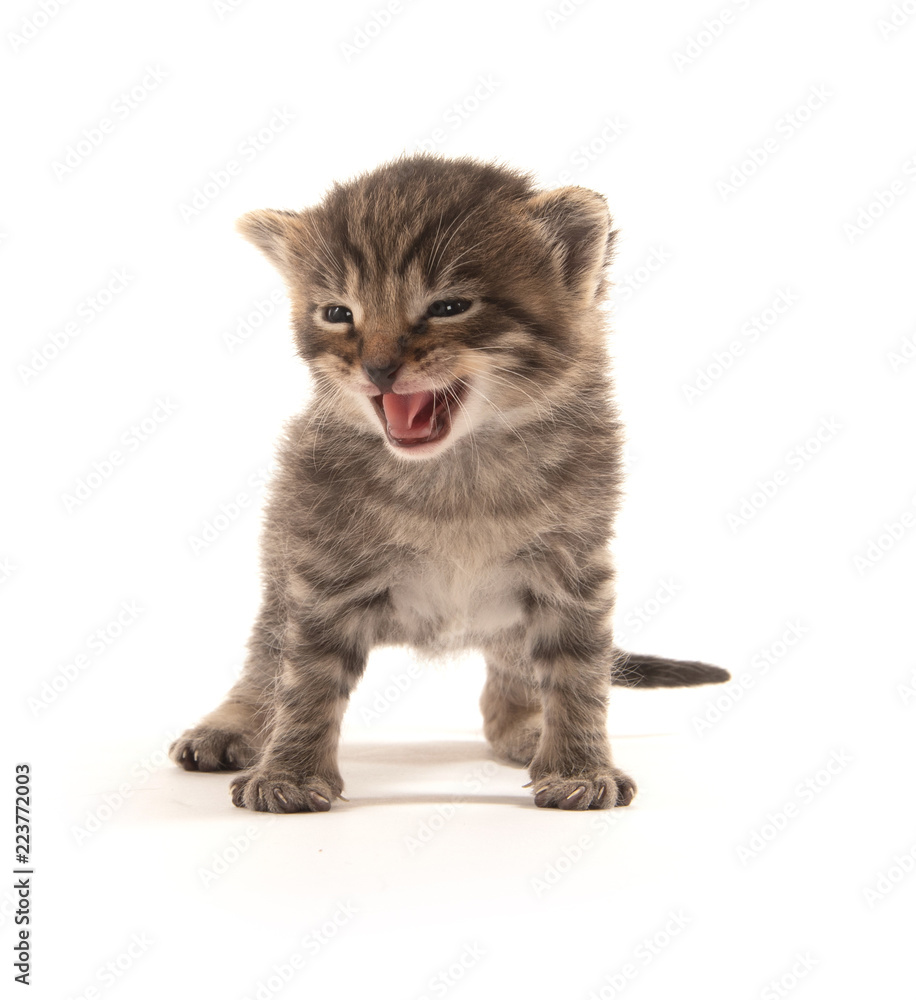 Fototapeta premium Cute baby tabby crying on white background