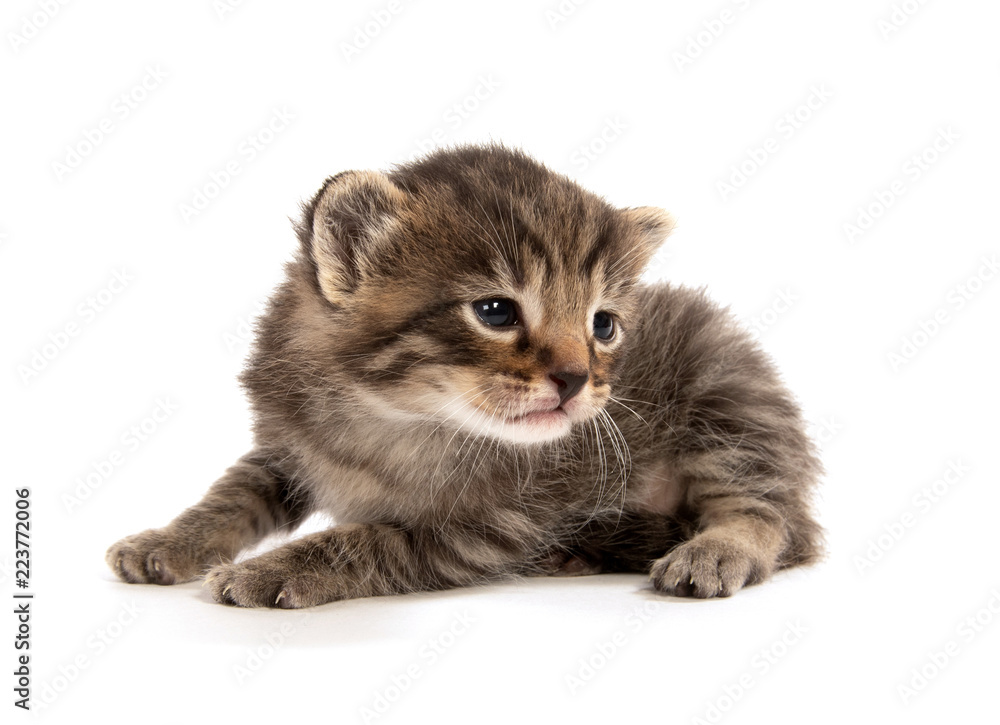 Obraz premium Cute baby tabby crying on white background