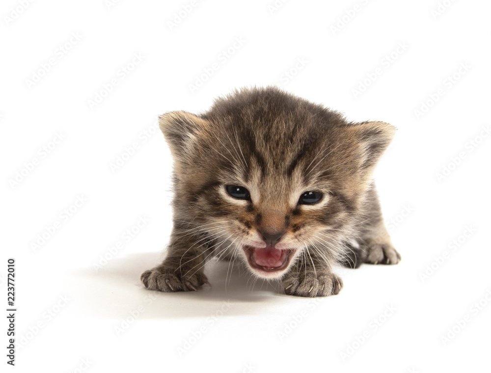 Fototapeta premium Cute baby tabby crying on white background