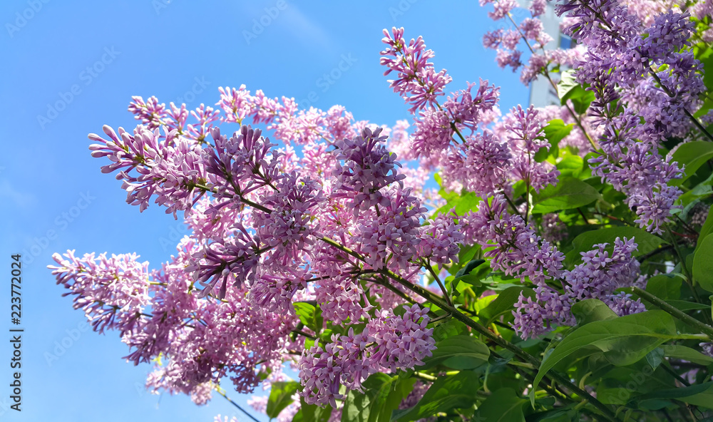 Spring branches with blossoming lilac flowers Spring branches with blossoming lilac flowers