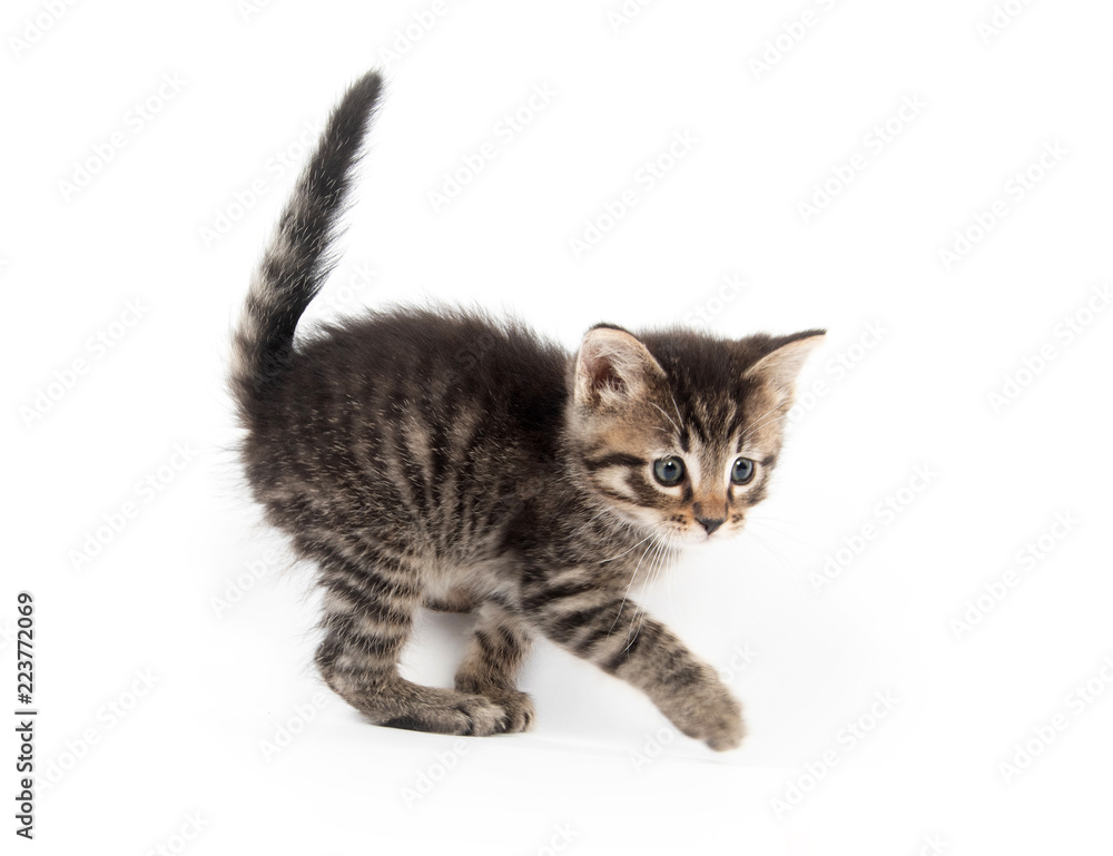 Cute tabby kitten with tail up on white