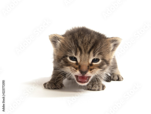Cute baby tabby crying on white background
