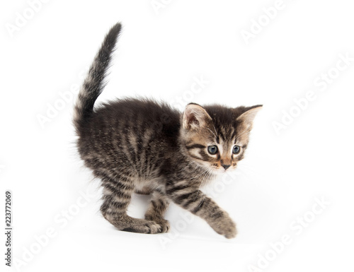 Cute tabby kitten with tail up on white