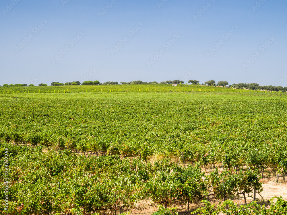 Evora vineyard - Portugal	