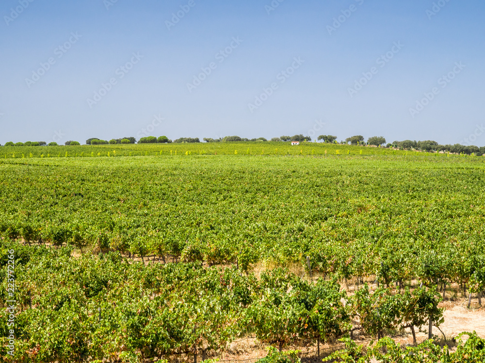 Evora vineyard - Portugal Evora vineyard - Portugal
