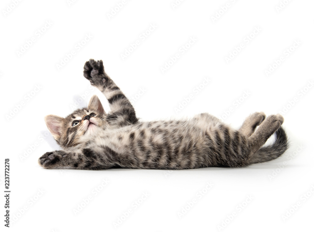 Cute tabby kitten on white - obrazy, fototapety, plakaty 