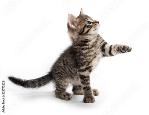 Cute tabby kitten looking up © Tony Campbell