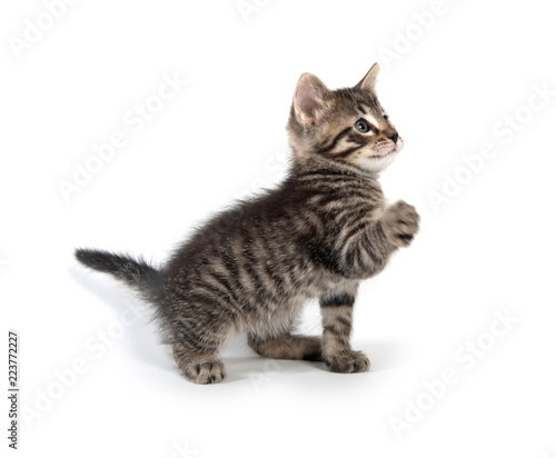 Fototapeta Naklejka Na Ścianę i Meble -  Cute tabby kitten looking up