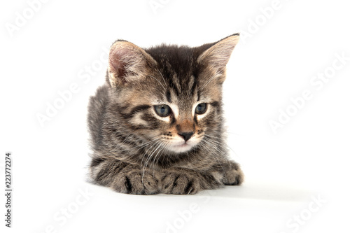 Cute tabby kitten laying down on white bakground