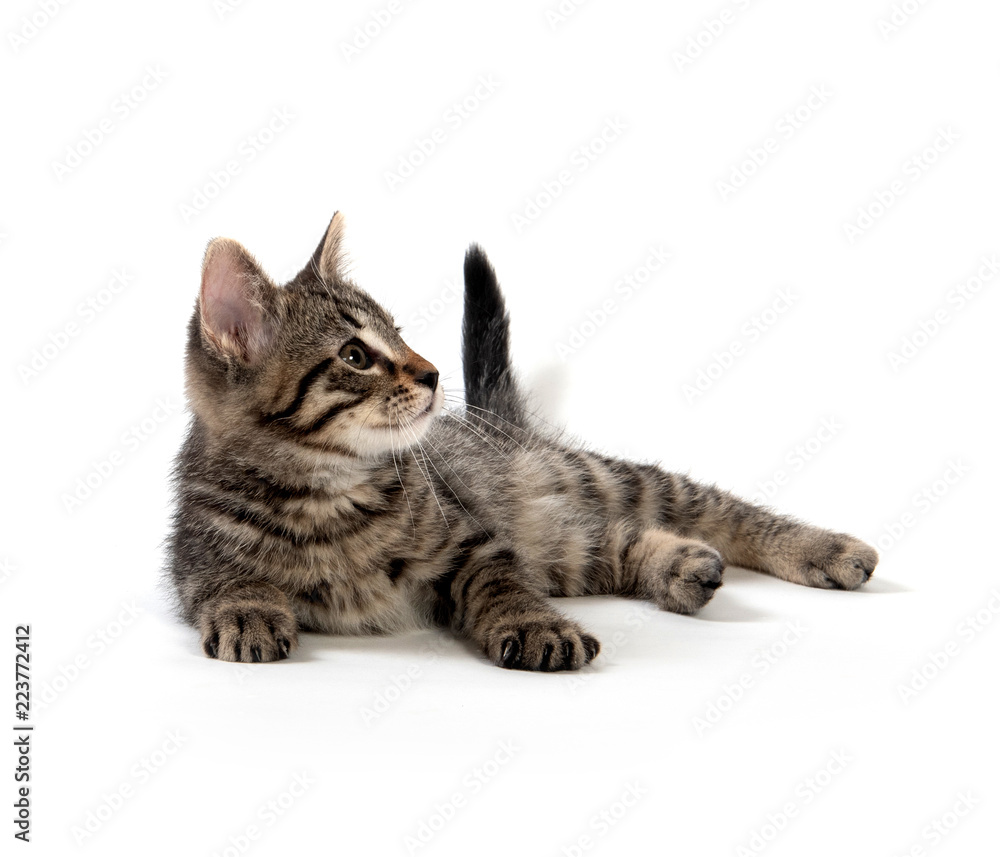Obraz premium Cute tabby kitten on white background