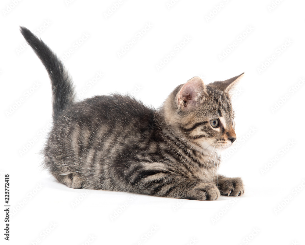 Obraz premium Cute tabby kitten on white background