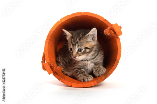 Cute kitten in orange bucket