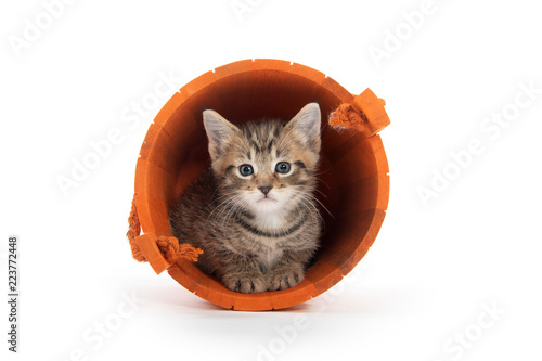 Cute kitten in orange bucket