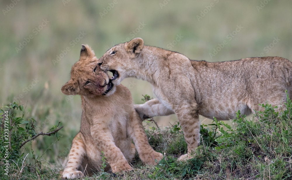 Two lion cube playing after feeding at a kill site in Masai Mara Game Reserve, Kenya Two lion cube playing after feeding at a kill site in Masai Mara Game Reserve, Kenya