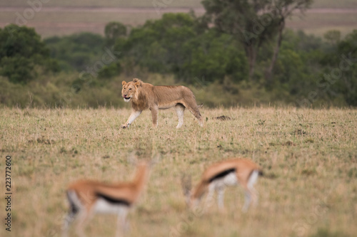 Lion walking throug savannah