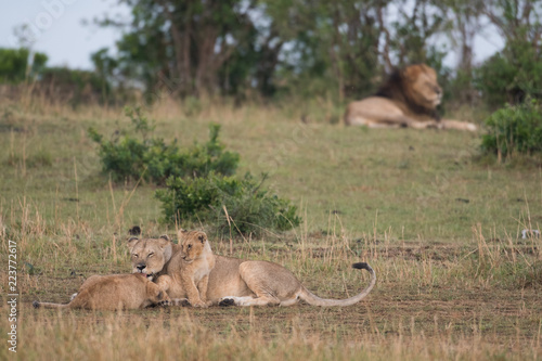 Fototapeta Naklejka Na Ścianę i Meble -  Lions in Masai Mara Game Reserve