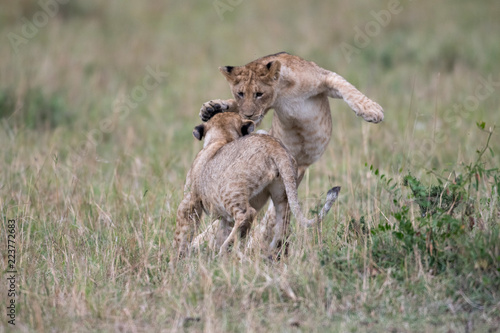Fototapeta Naklejka Na Ścianę i Meble -  Two lion cube playing after feeding at a kill site in Masai Mara Game Reserve, Kenya