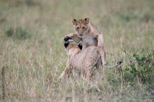 Fototapeta Naklejka Na Ścianę i Meble -  Two lion cube playing after feeding at a kill site in Masai Mara Game Reserve, Kenya