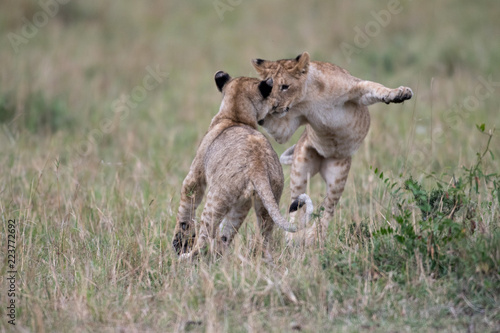 Fototapeta Naklejka Na Ścianę i Meble -  Two lion cube playing after feeding at a kill site in Masai Mara Game Reserve, Kenya