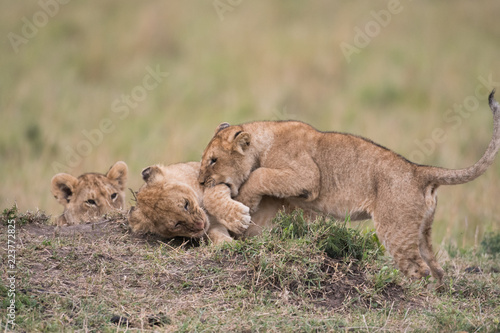 Fototapeta Naklejka Na Ścianę i Meble -  THree lion cubs playing