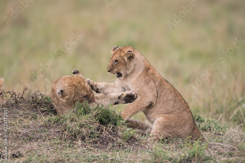 Fototapeta Naklejka Na Ścianę i Meble -  THree lion cubs playing