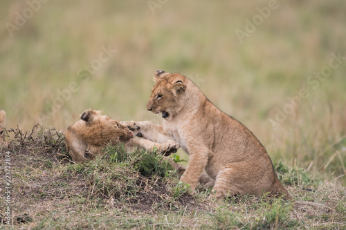 Fototapeta Naklejka Na Ścianę i Meble -  THree lion cubs playing