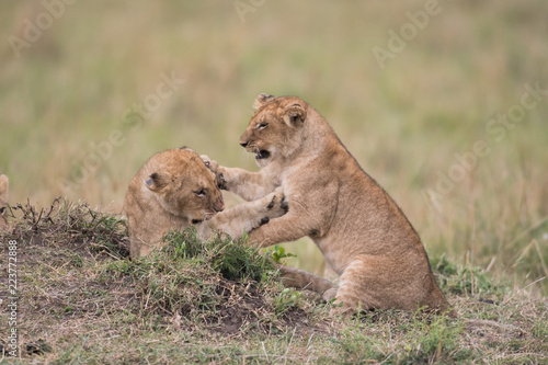 Fototapeta Naklejka Na Ścianę i Meble -  THree lion cubs playing