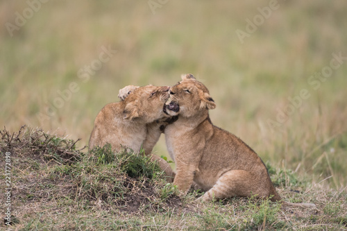 Fototapeta Naklejka Na Ścianę i Meble -  THree lion cubs playing
