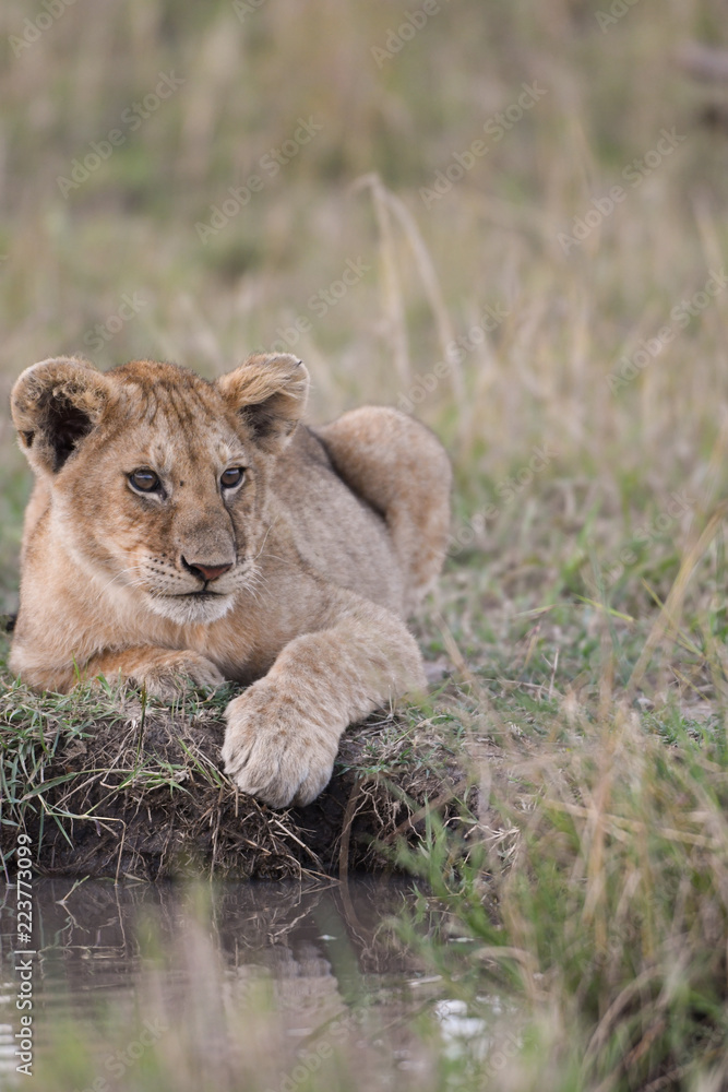 Fototapeta premium Lion cub sitting by a water hole