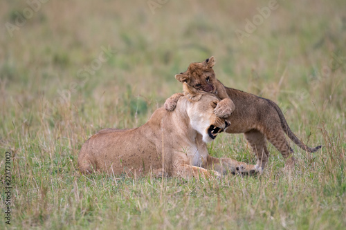 Lioness and cub playing