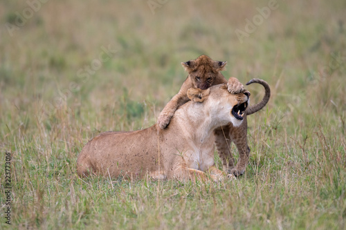 Fototapeta Naklejka Na Ścianę i Meble -  Lioness and cub playing