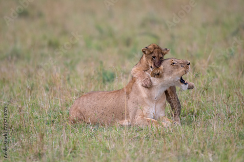 Fototapeta Naklejka Na Ścianę i Meble -  Lioness and cub playing